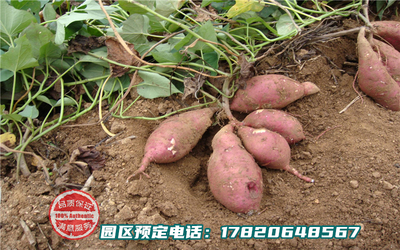 乐湖生态园蔬果园系列-红薯