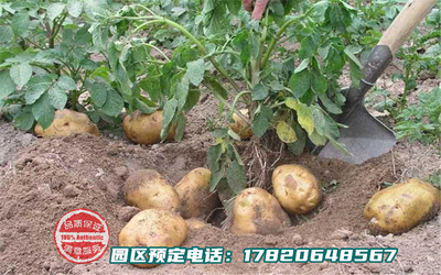 乐湖生态园蔬果园系列-土豆