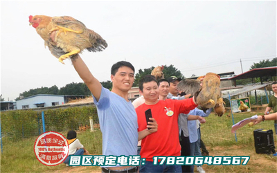 深圳农家乐野炊系列-抓鸡体验