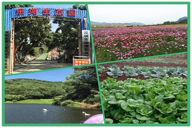 周末去哪 深圳周边特色农家乐基地乐湖生态园让你吃好耍好