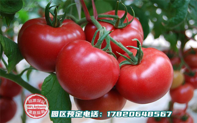 乐湖生态园蔬果园系列-西红柿
