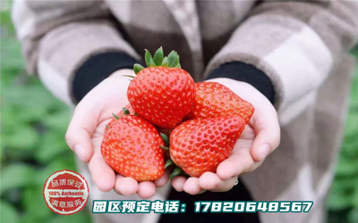 乐湖生态园蔬果园系列-草莓